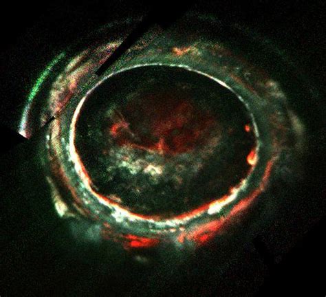 The surprising auroras of Jupiter