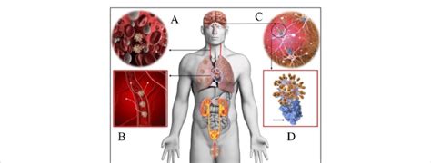 Showing distribution of ACE2 receptors in different parts of body... | Download Scientific Diagram