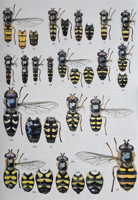 Hoverflies | Rob Tomlinson