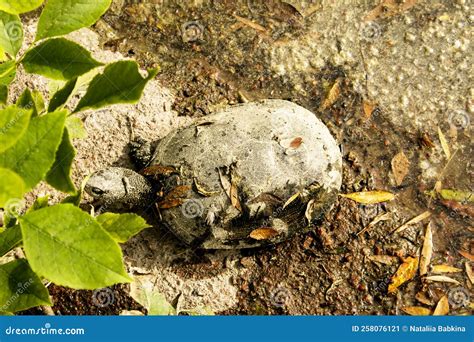 Common River Turtle in Habitat. Polluted Reservoir Stock Image - Image of herpetology, terrapin ...