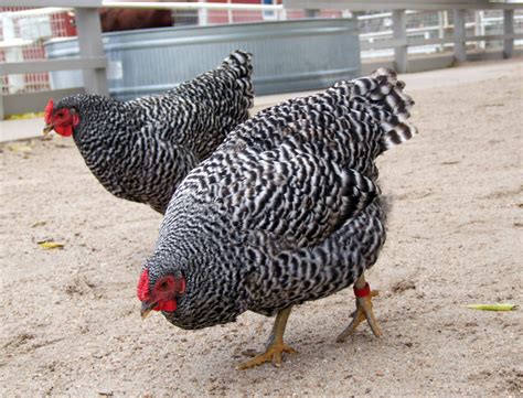 Dominique chicken - The Livestock Conservancy