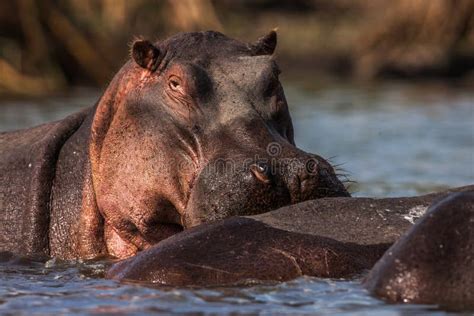 Hippopotamuses (Hippopotamus Amphibius) Swimming in Water, Africa. Close Up Stock Photo - Image ...