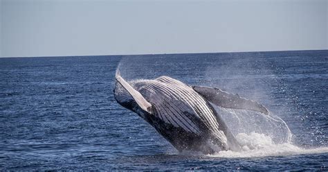 9 Humpback Whales Fun Facts | Get To Know WA's Humpback Whales