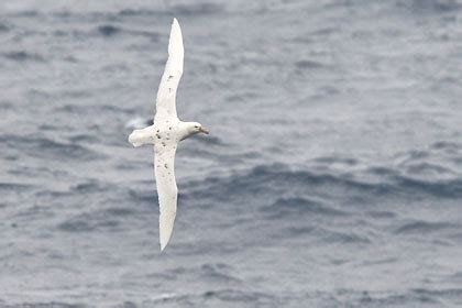 Southern Giant-petrel Pictures and Photos - Photography - Bird ...