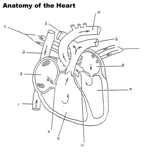 Fill In Heart Diagram