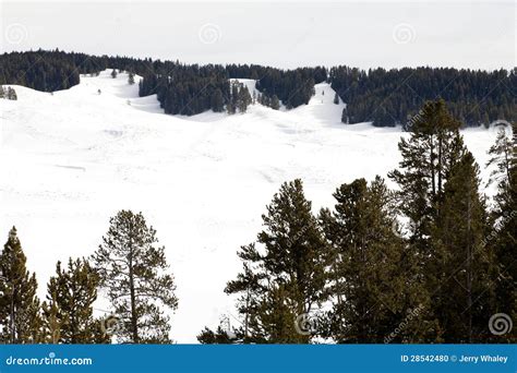 Winter, Hayden Valley, Yellowstone NP Stock Photo - Image of america ...