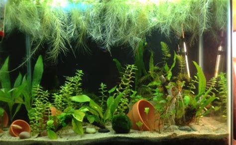 Wild Betta fish habitat :: Vang Bettas