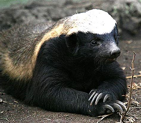 Honey Badger - Crazy, Fearless Devourer of Prey | Animal Pictures and ...