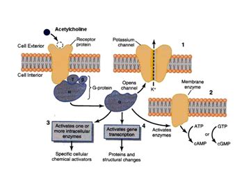 Receptors, muscarinic; Muscarinic Receptors; Muscarinic Acetylcholine ...