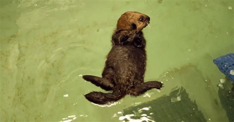 This Baby Otter Swimming is The Cutest Thing You'll See Today | TIME