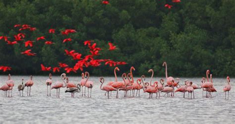 The Importance of Mangrove Forests for Migratory Birds - Mangrove ...