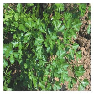 Organic Flat Leaf Parsley Seeds - Harrod Horticultural (UK)