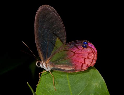 Glasswing Butterflies: Ethereal, & Transparent