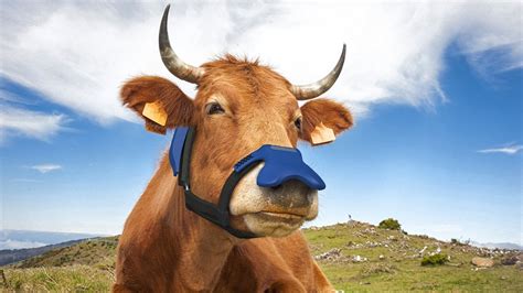 This mask for cows isn't for COVID—it helps reduce methane emissions