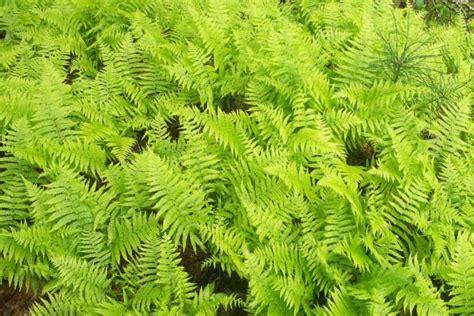 14 Attractive Ground Cover Ferns for the Shade Garden