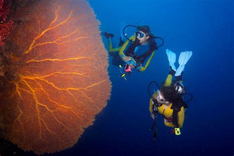 Liveaboard Diving in Palau - Bluewater Dive Travel