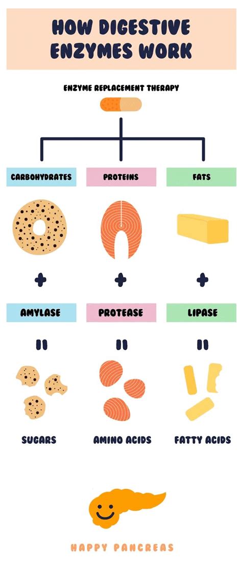 Pin by Carey walker on Infographic health | Infographic health, Enzymes, Digestive enzymes