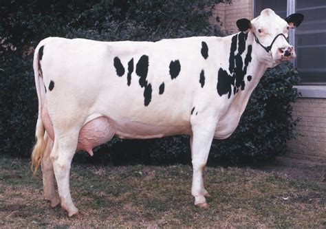 Holstein-Friesian | Dairy Cattle, Milk Production & Breeding | Britannica