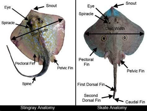 Stingray Anatomy | Fish anatomy, Stingray, Zoology