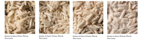 Make Rice Koji in 12 Easy Steps - Chelsea Green Publishing