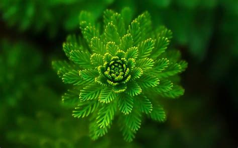 Download Nature Green Macro Plant HD Wallpaper