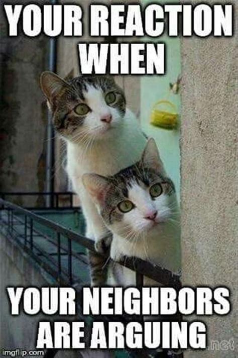 16 Cat Memes To Make Your Caturday Even Better | Funny animal memes ...