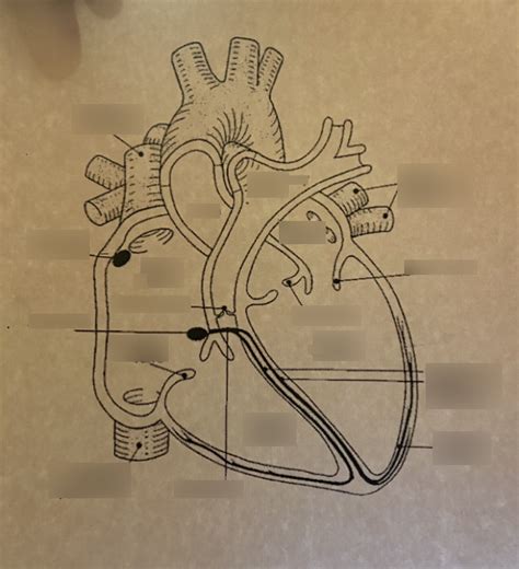 Heart Diagram Diagram | Quizlet