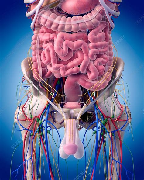 Male anatomy - Stock Image - F015/5989 - Science Photo Library