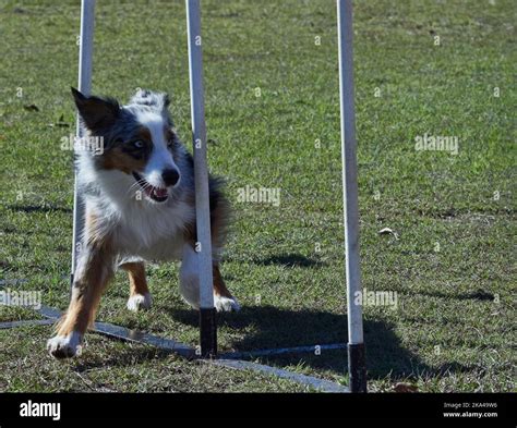 Many obstacles on a dog agility field . Dogs moving quickly from one activity to another ...