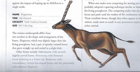 Domain of the C-Rex: The Amazing Antilocaprid Artiodactyls