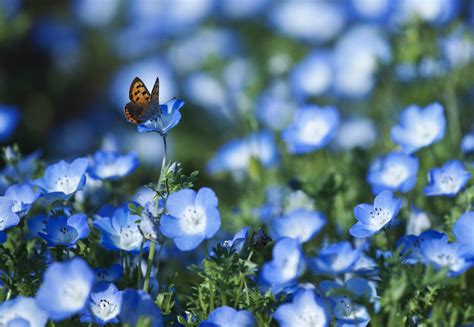 butterfly wallpaper full hd | Flowers, Blue flower wallpaper, Spring flowers