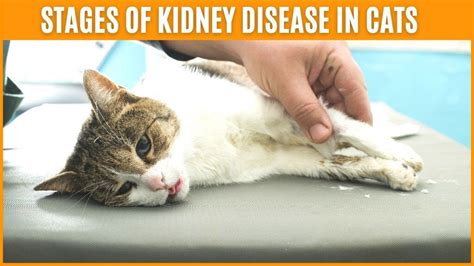 Stages Of Kidney Disease In Cats🐱Symptoms of Kidney Failure in Cats - YouTube