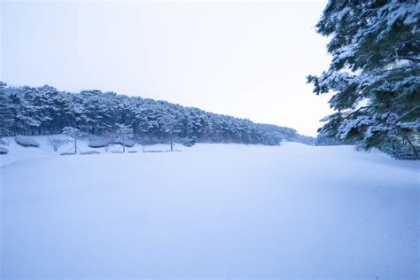 Forest in Snow in Nature Landscape · Free Stock Photo