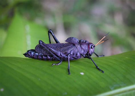 Giant Purple Grasshopper stock image. Image of insect - 20170483