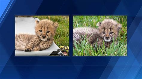 Lincoln Children's Zoo announces names of 11-week-old cheetah cubs