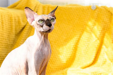 Hairless Sphynx Cat Rescued By Sanctuary After Being Used as Breeding ...