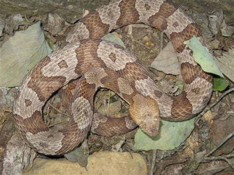 The Venomous Snakes of Indiana – Nature Blog Network