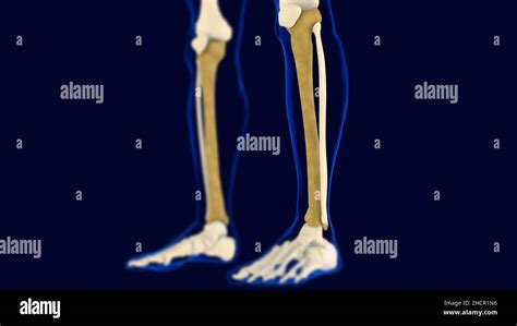 Tibia Bones Human skeleton anatomy 3D Rendering For Medical Concept Stock Photo - Alamy