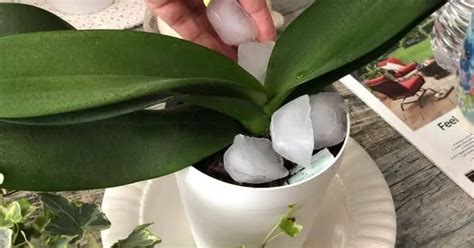 Watering Orchids With Ice Cube: Why Should You Do This?