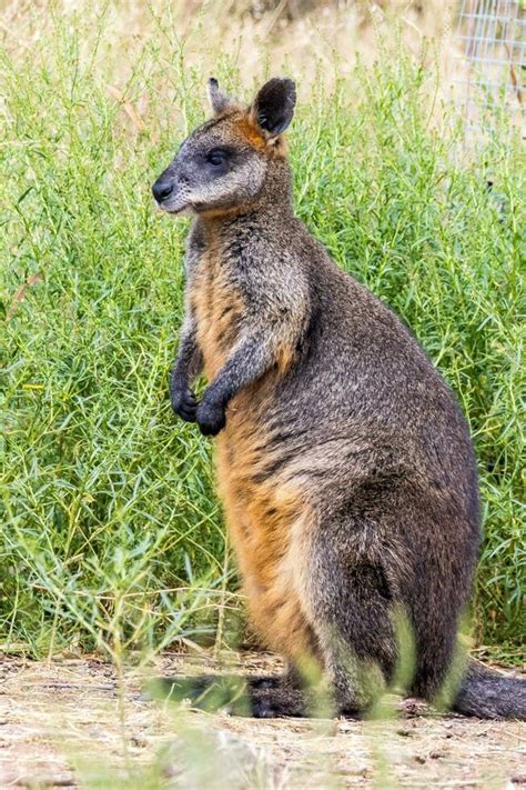 Tasmanian Pademelon in Australia 25913656 Stock Photo at Vecteezy