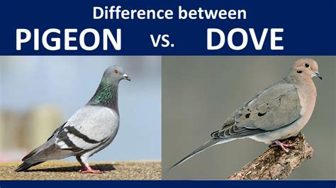 The Difference Between A Dove Vs A Pigeon Explained –, 57% OFF