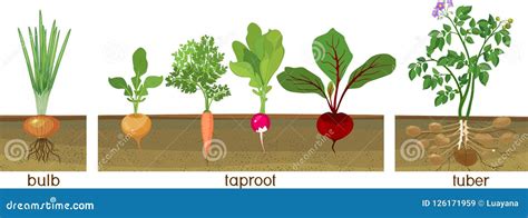 Different Types of Root Vegetables Growing on Vegetable Patch. Plants Showing Root Structure ...