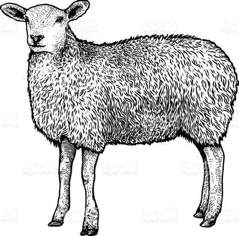 Realistic Sheep Drawing at PaintingValley.com | Explore collection of ...