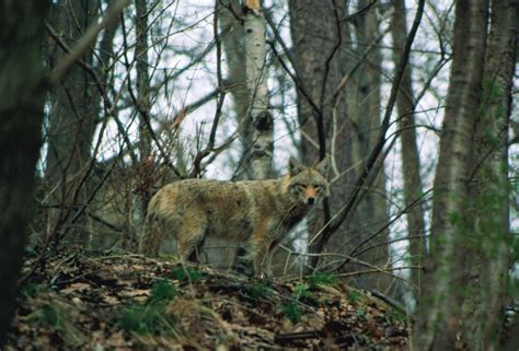 Friends of Sam Smith Park: 'COYOTES IN URBAN AREAS" - SPECIES SPOTLIGHT ...