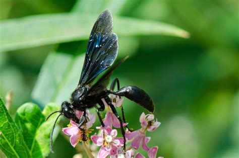 The Great Black Wasp | Focusing on Wildlife