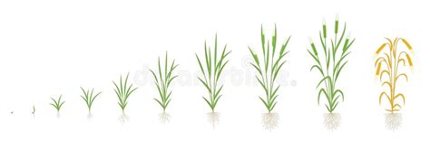 Barley Growth Stages. Multiple Stems. Hordeum Vulgare. Round Cycle. Harvest Progression. Vector ...