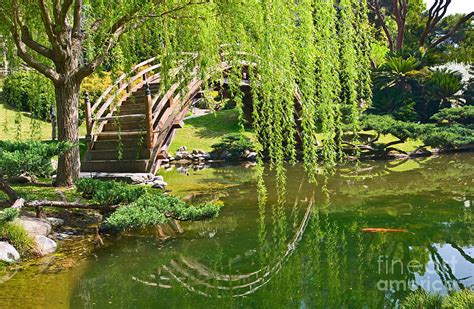 Reflection - Japanese Garden With Moon Bridge And Lotus Pond And Koi Fish. Photograph by Jamie Pham