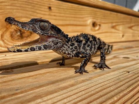 Cuvier's Dwarf Caiman for Sale - Reptiles For Sale