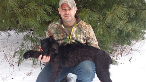 Black bobcat snared in N.B., only 12th ever recorded in North America ...