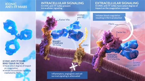 Tissue Factor (TF) Medical Illustrations | XVIVO